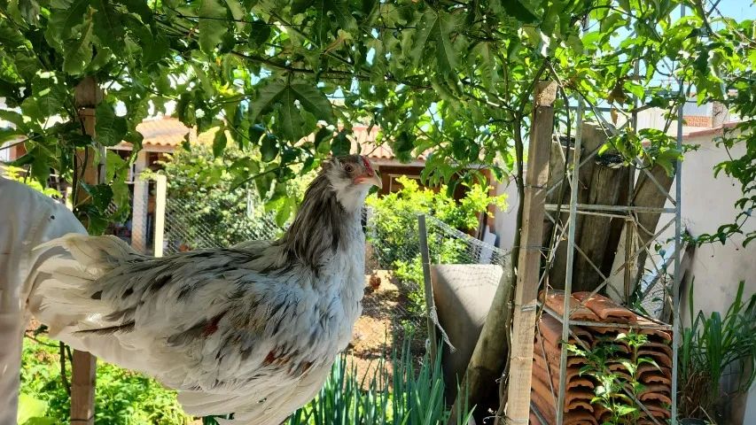 Frango ameraucana
