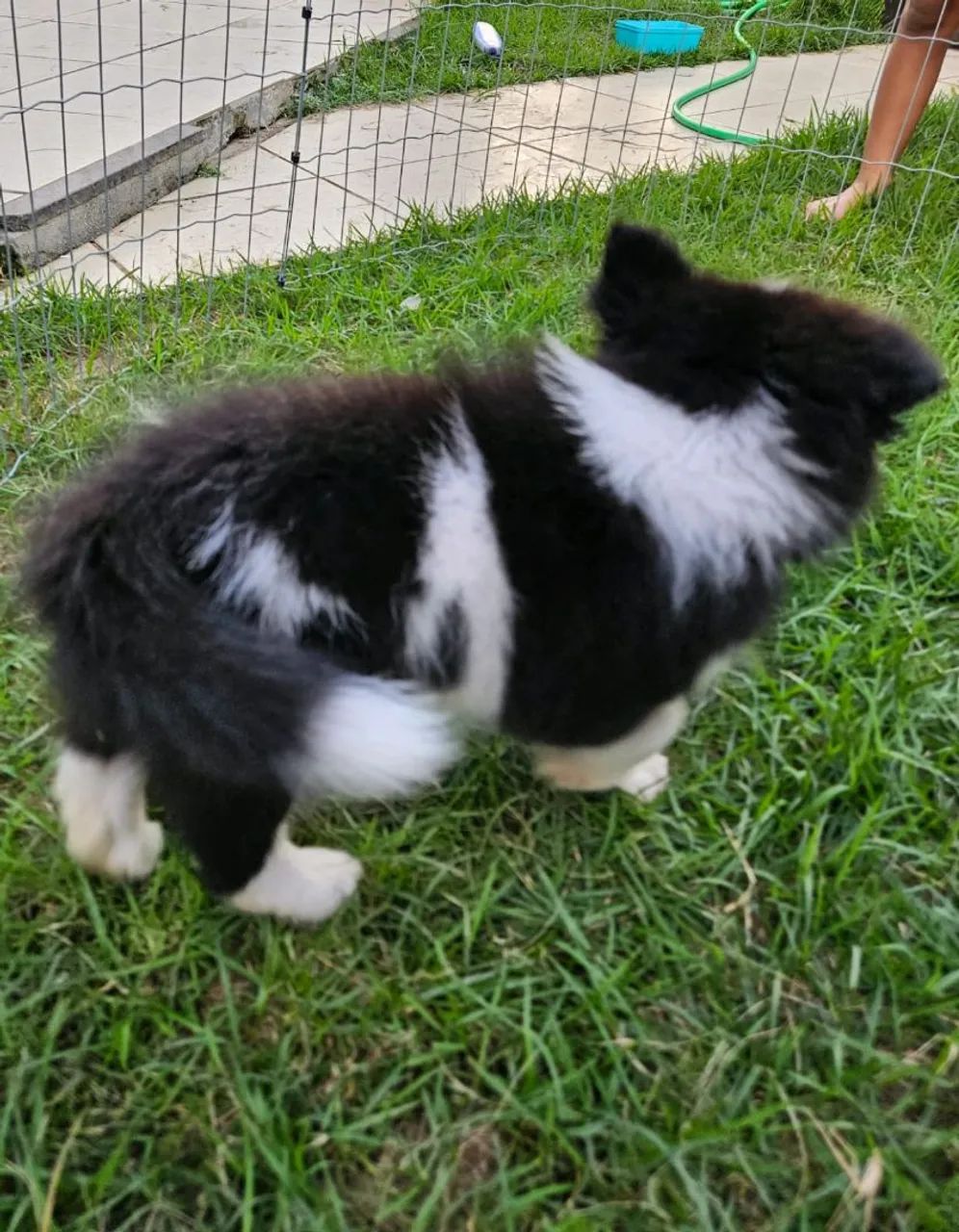 Border collie  - Foto 5