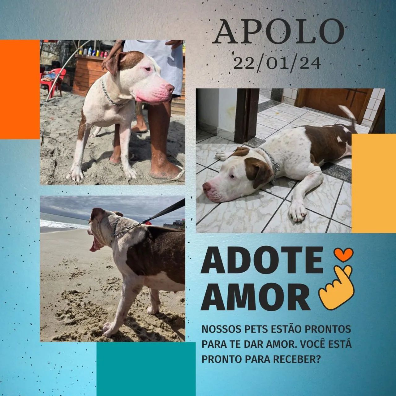 Pit Bull - Foto 4