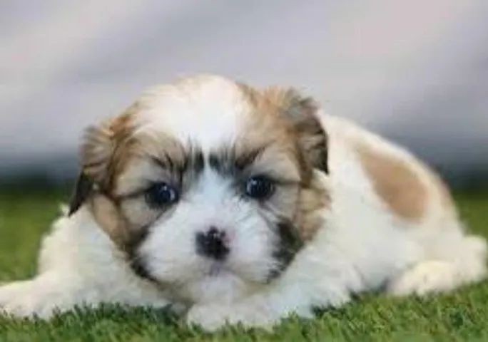 Lhasa Apso Filhotes Muito Inteligentes. 