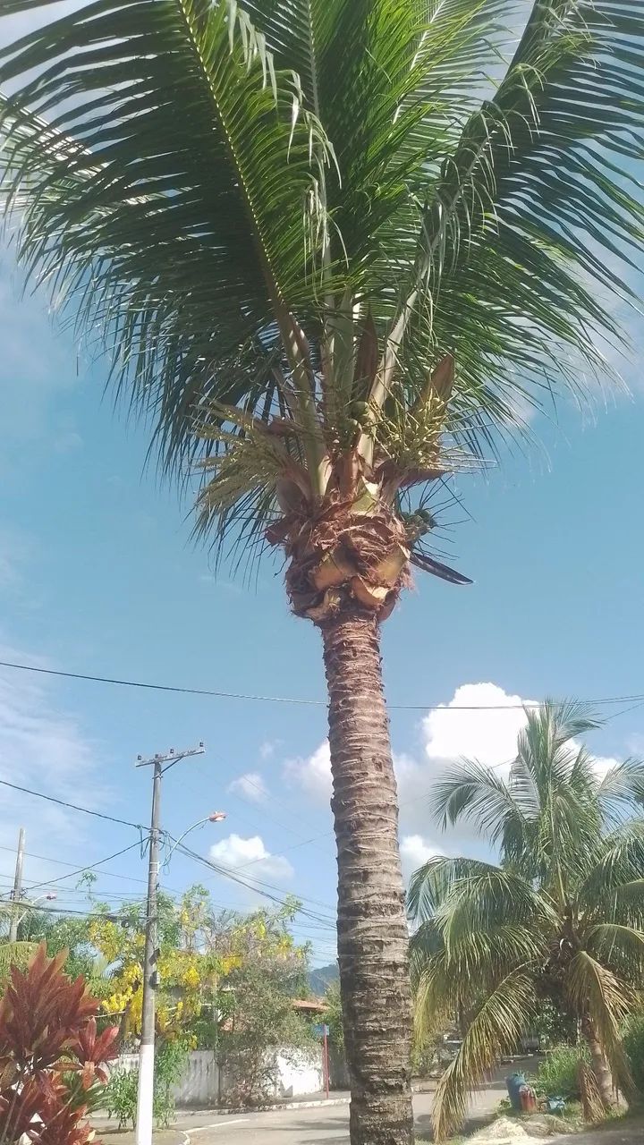 Corte e poda de árvores e coqueiros.  - Foto 5
