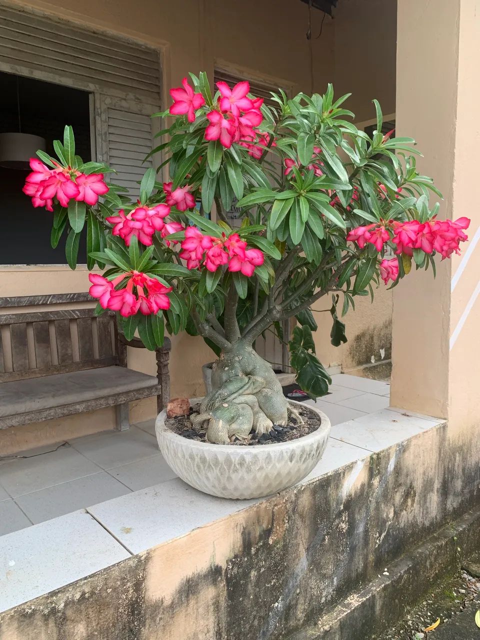 Rosa do Deserto  - Foto 5