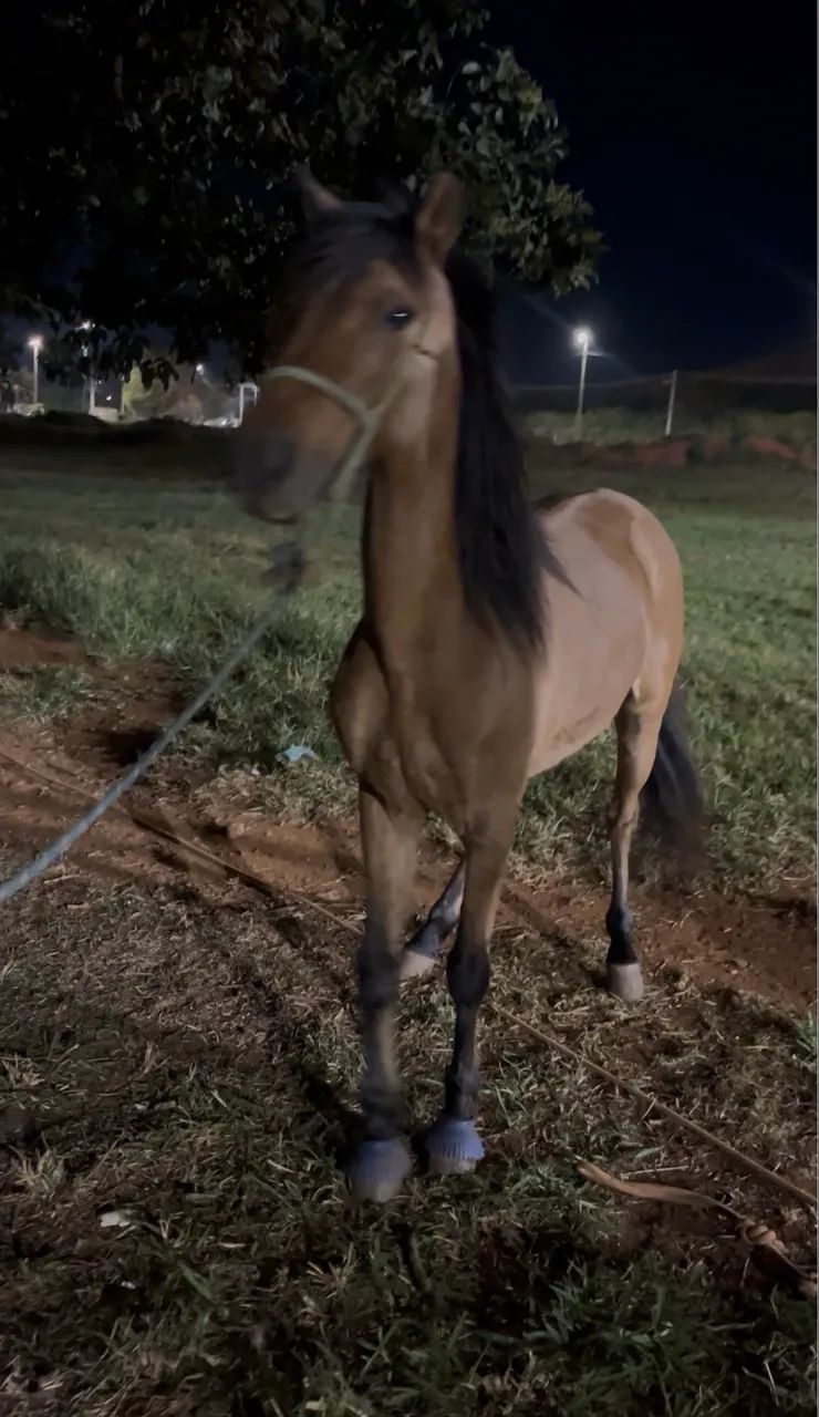 Cavalo Esquipador á Venda - Foto 6