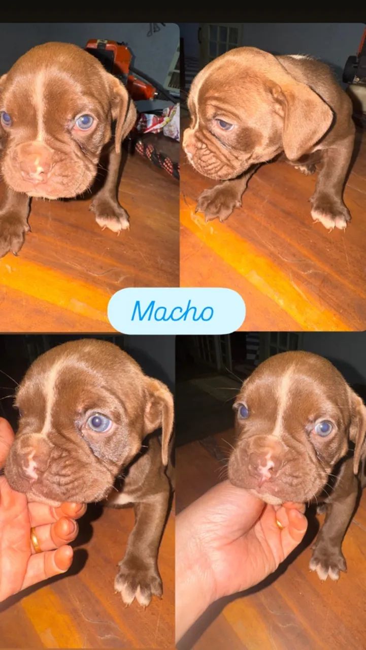Buldogue campeiro  - Foto 2