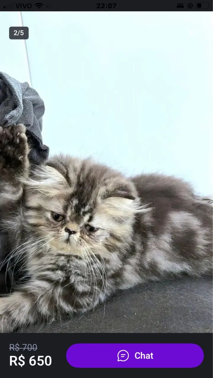 Filhote de gatos persas  - Foto 2