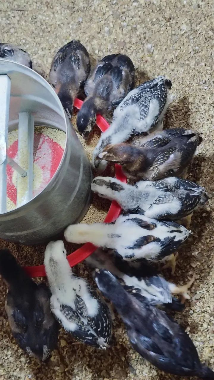 Pintos da raça Mura conhecido como carioca com 25 dias valor individual r$ 30