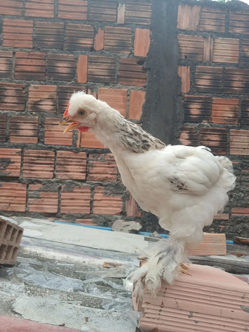 Brahma - Foto 2