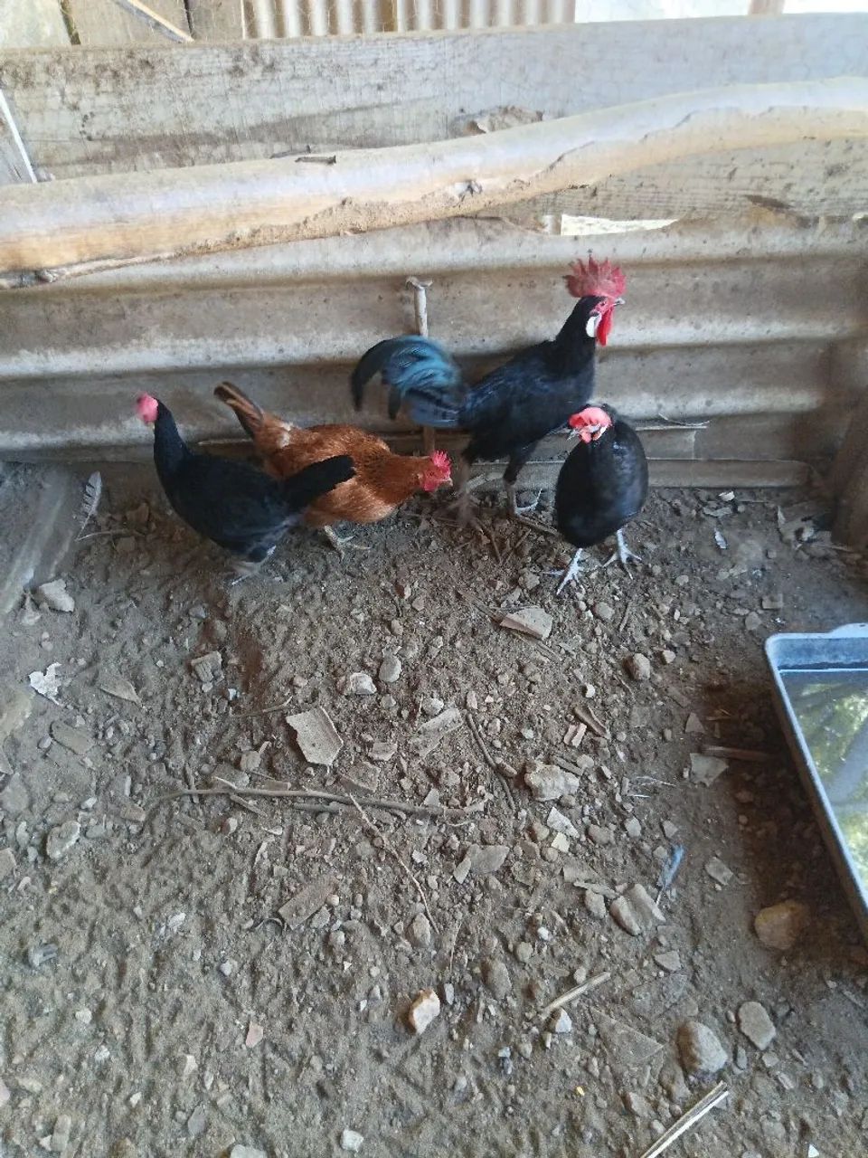 Galinhas diversas 