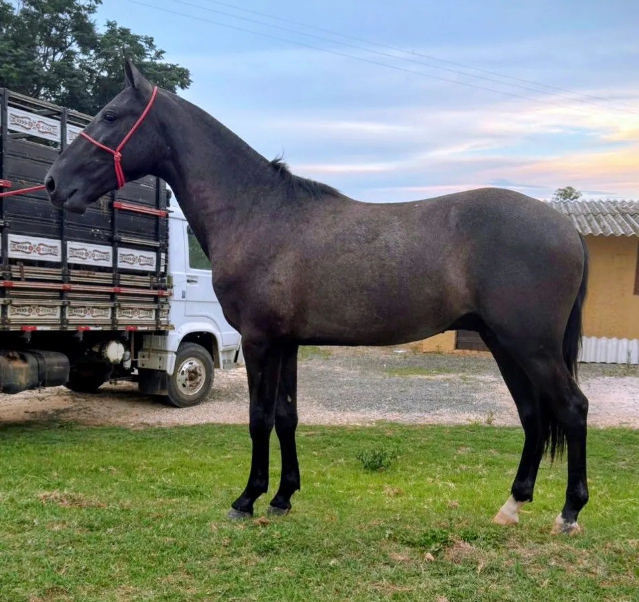 Potro Mangalarga Marchador Marcha picada  - Foto 2