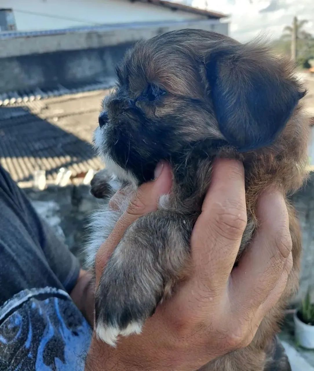Shih tzu macho