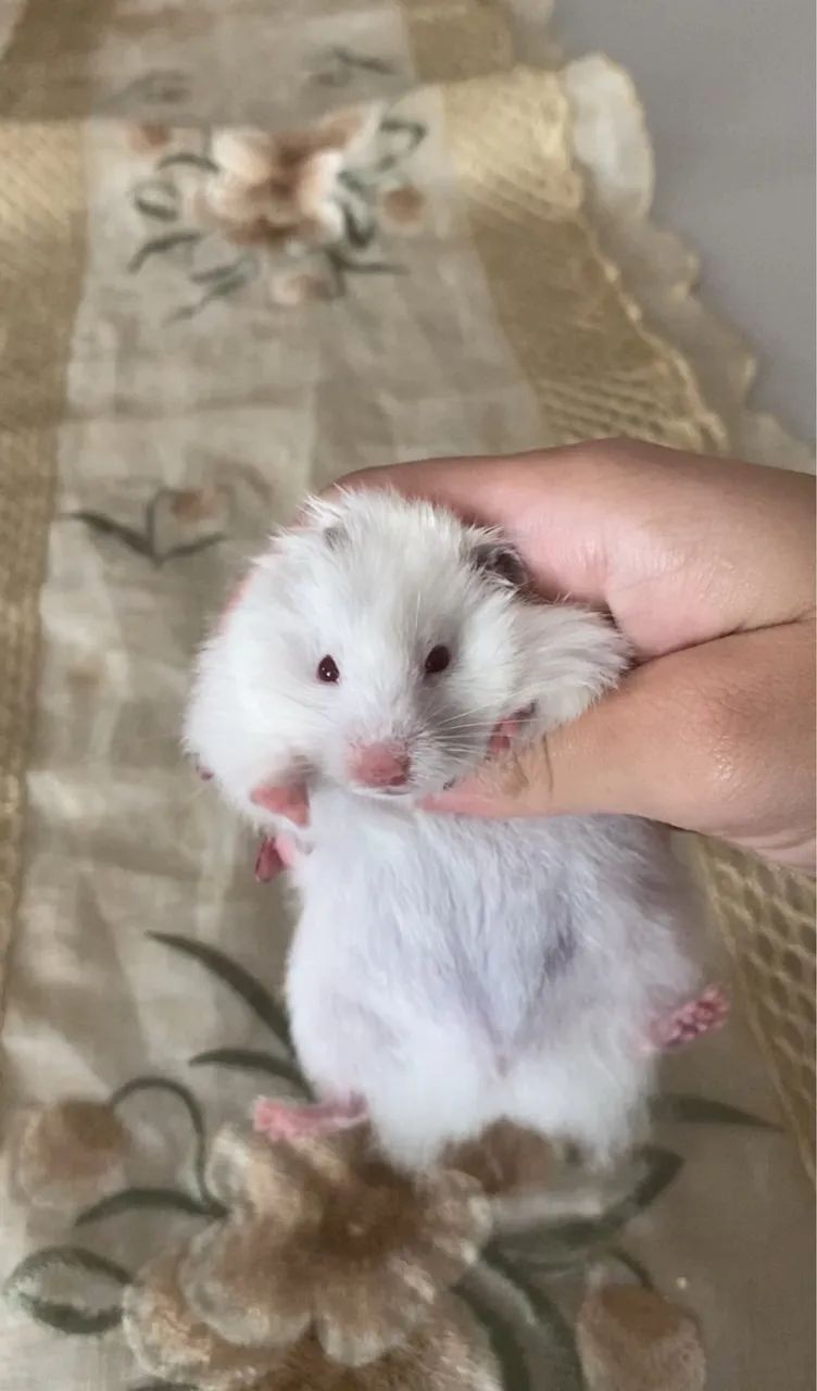 Hamster sírio angorá  - Foto 3