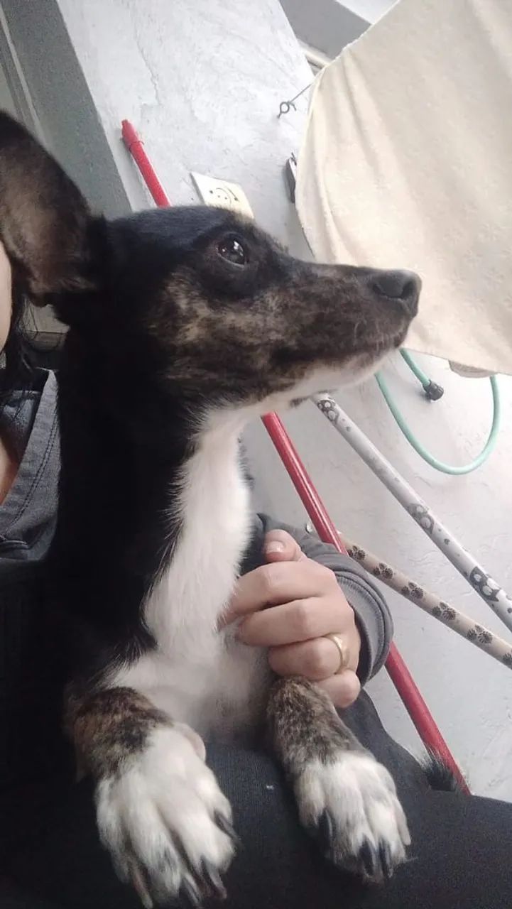 cachorro/cão Doação  - Foto 2