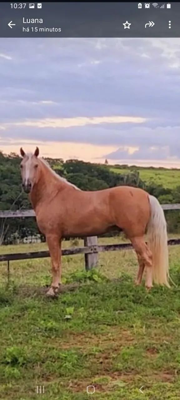 Cavalo Mangalarga Marchador  - Foto 2