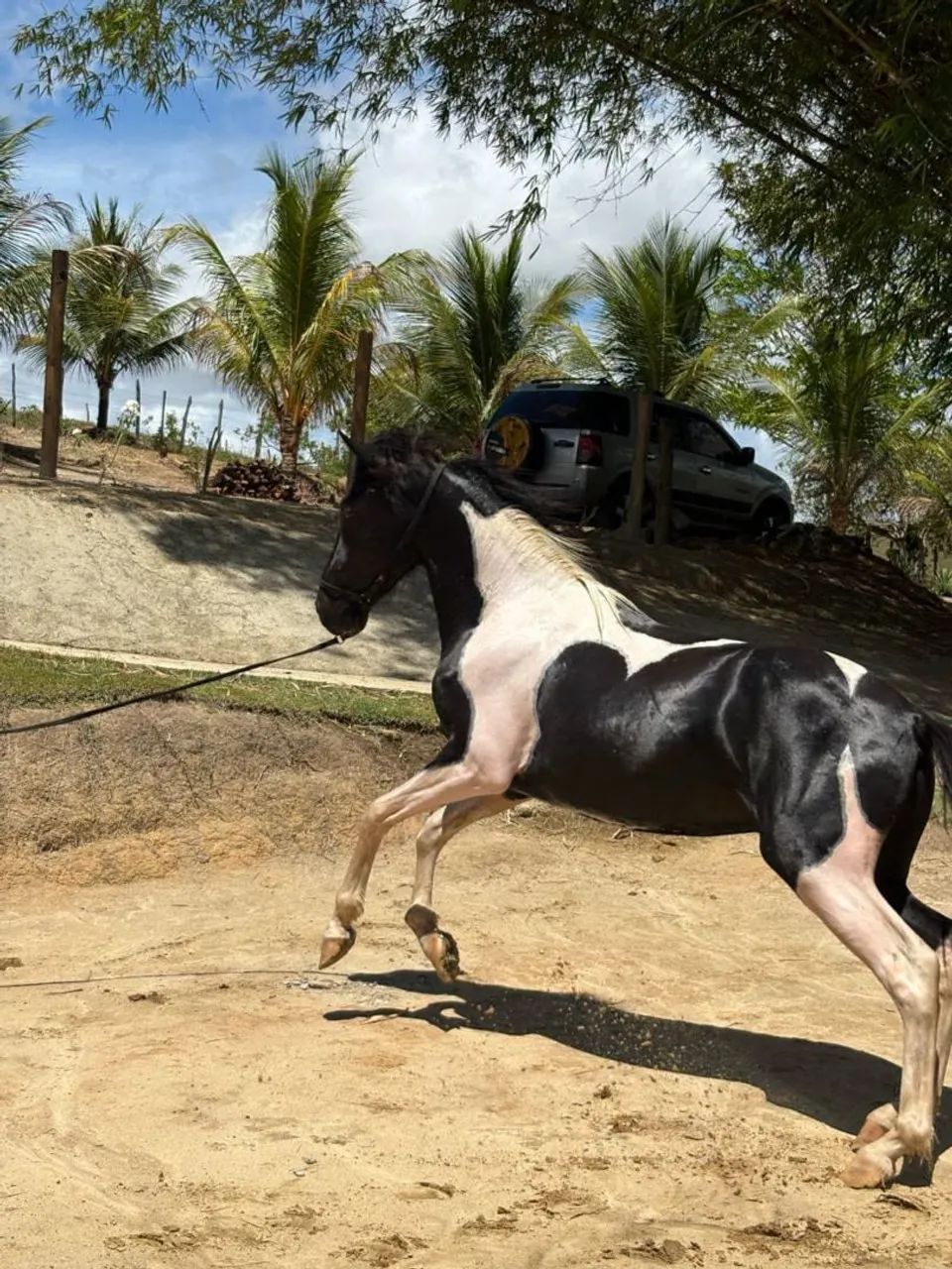 Cavalo - Foto 3