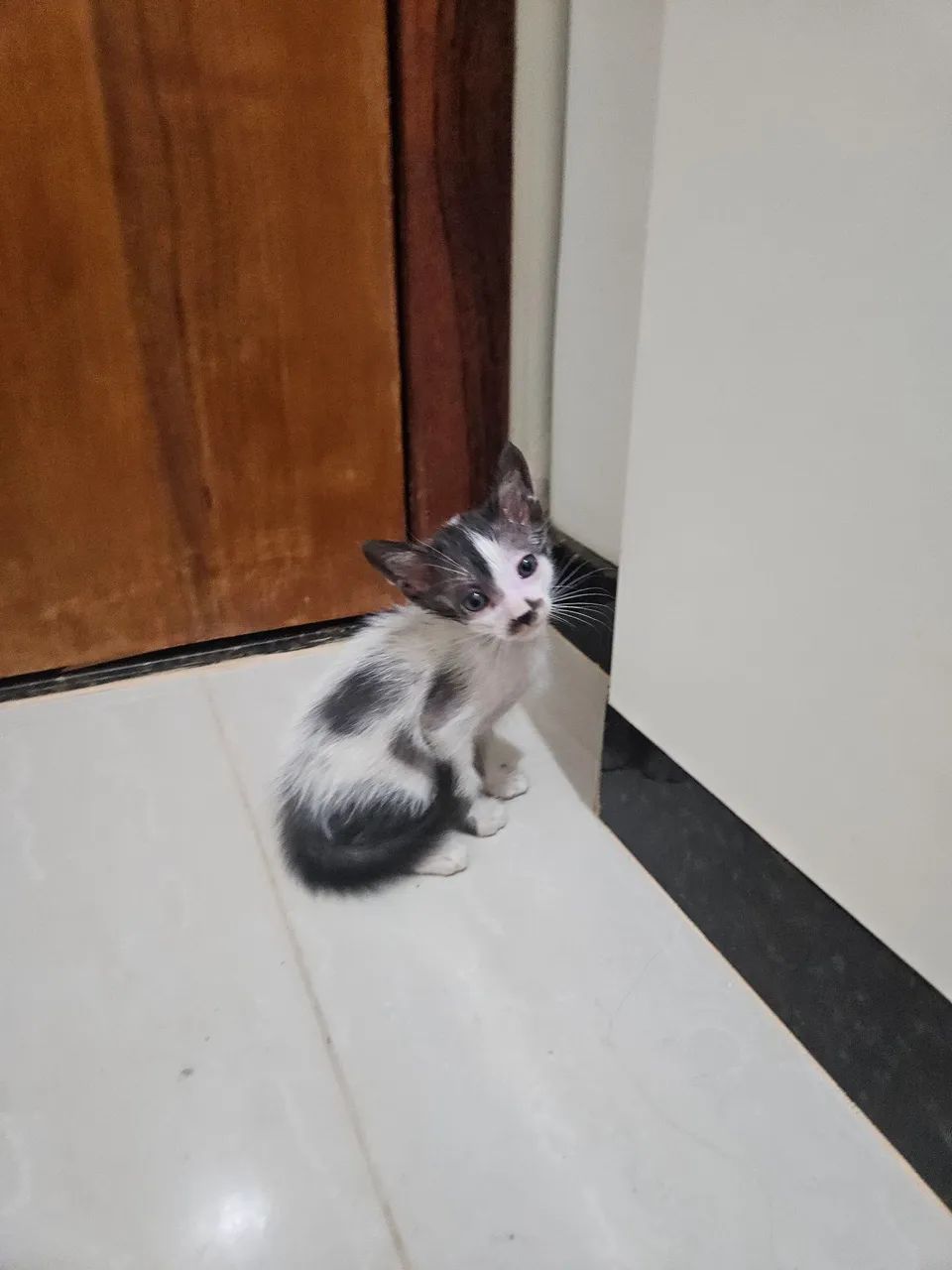 Doação gatinhos