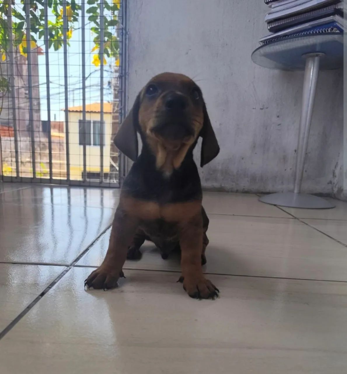Filhotes de Salsicha (Dachshund) - Foto 5