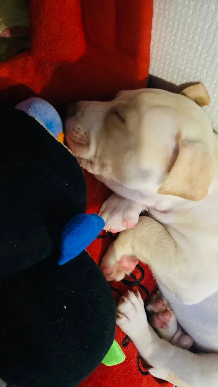 Cachorro  - Foto 3