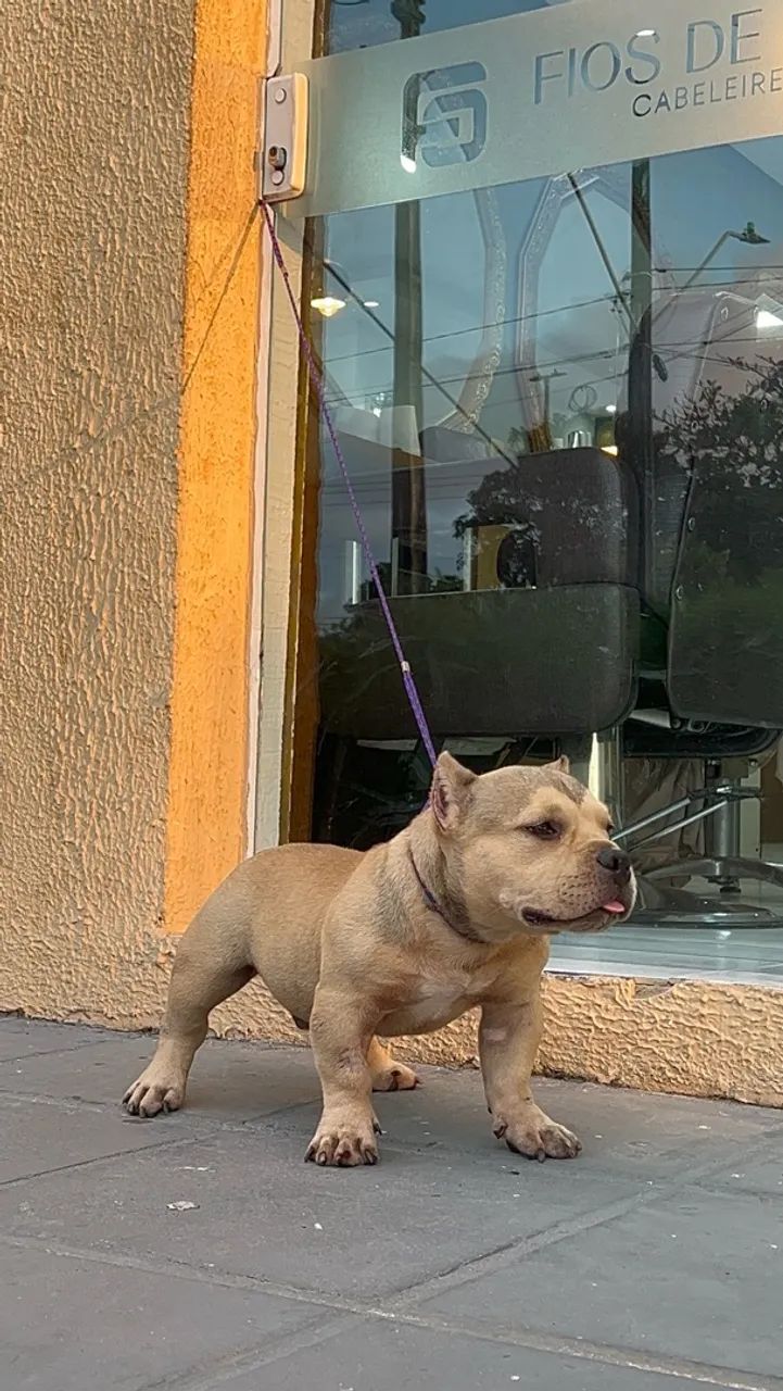 American Bully  - Foto 5