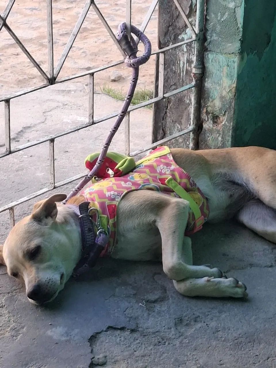 CACHORRA - Foto 2
