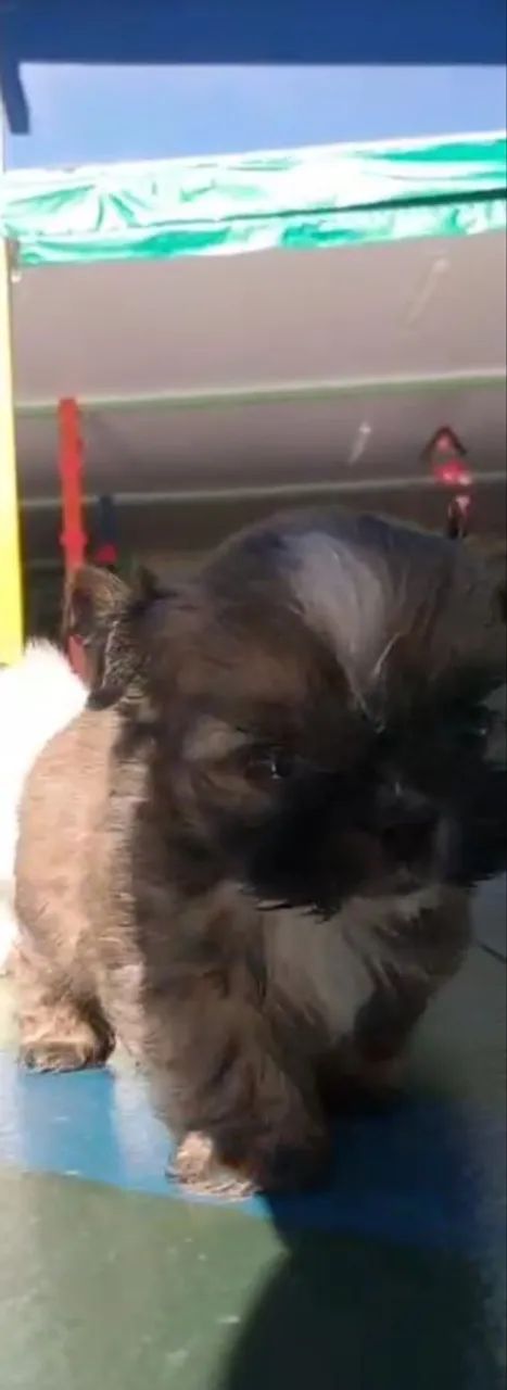 Vendo filhote de shih tzu macho na cor cinza com marrom - Foto 2