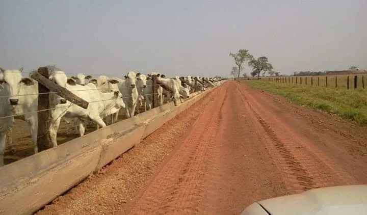 Cochos para confinamento gado (Concreto) - Foto 3