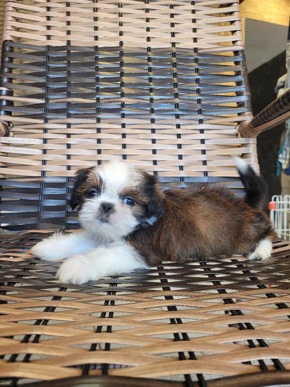 Shihtzu  - Foto 3