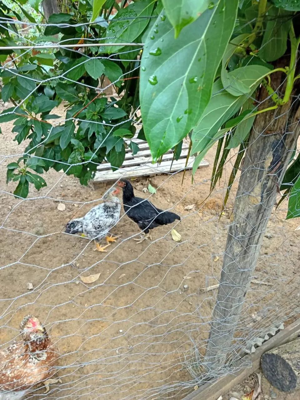 Franguinhos gsb - Foto 2