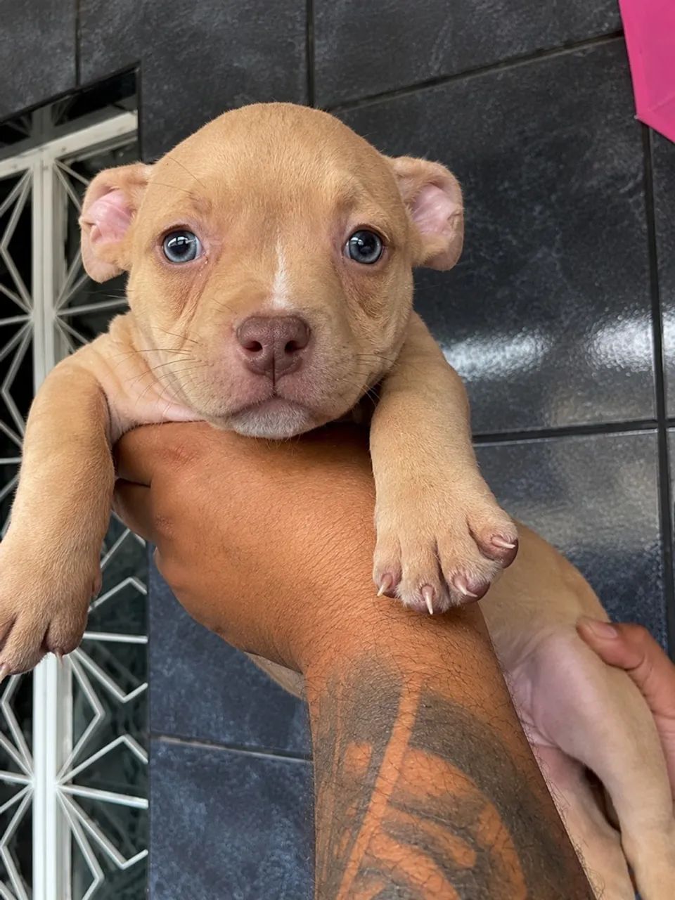 American Bully  - Foto 5