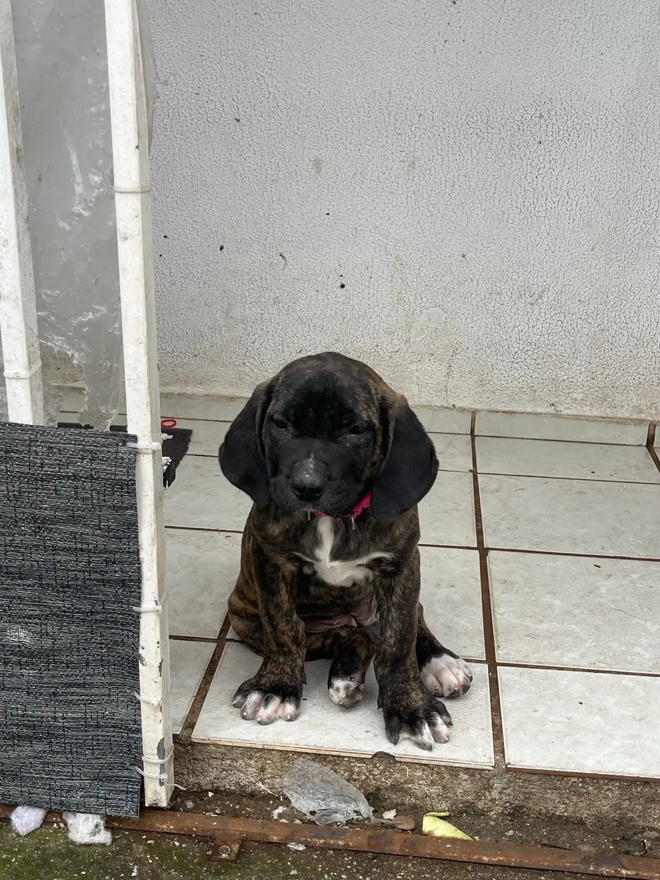 Cane corso