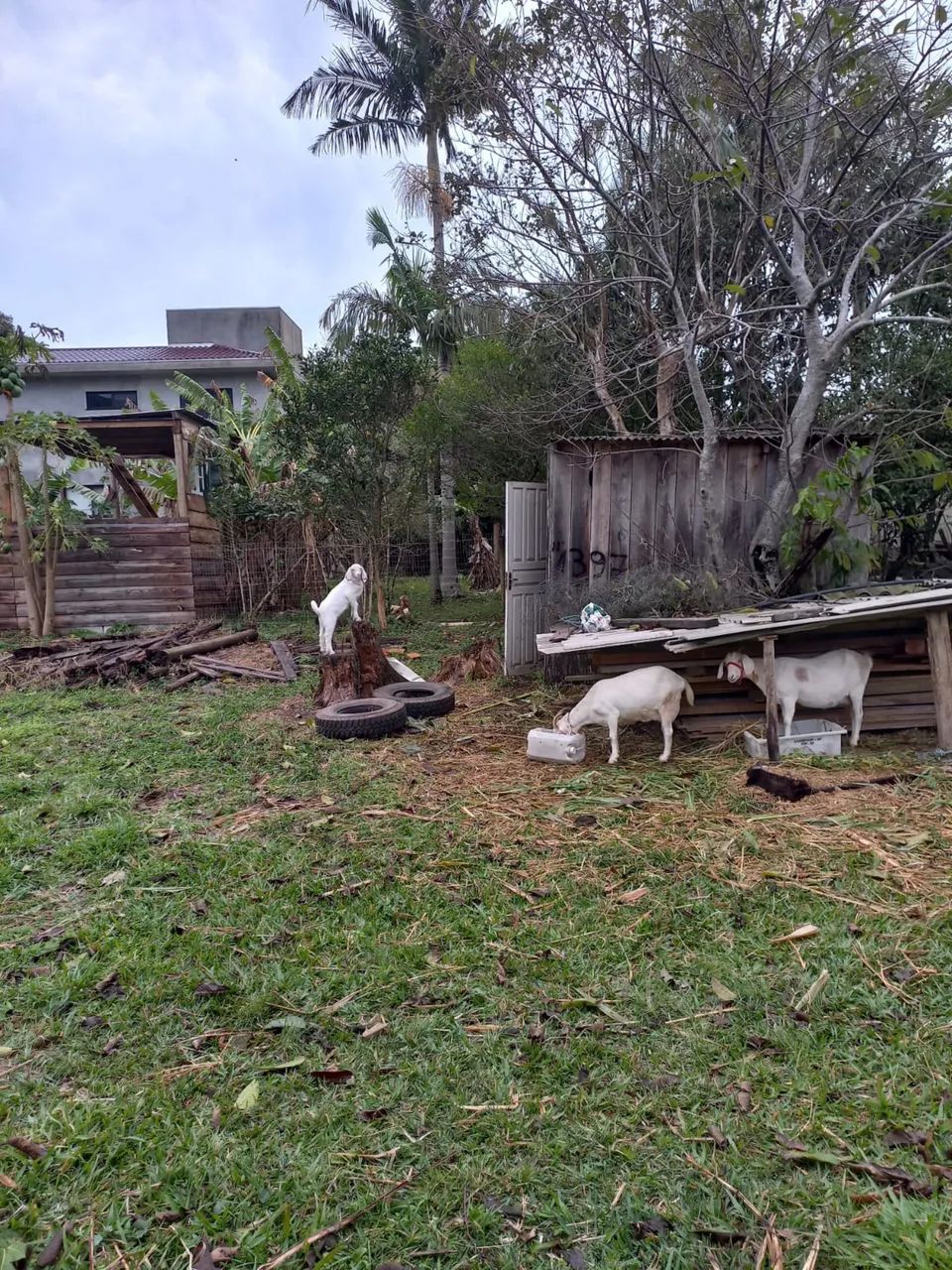 Cabrito  - Foto 2