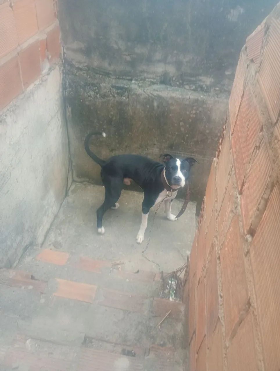 Pit Bull  - Foto 2