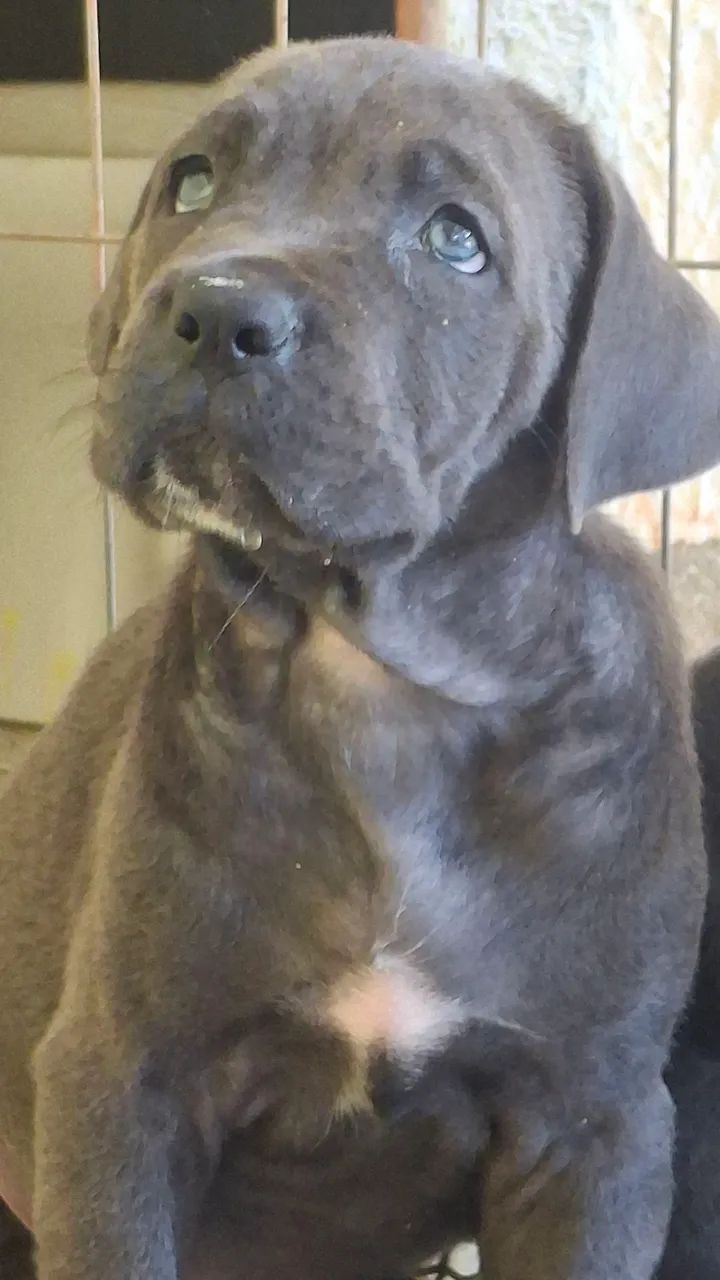 Cane corso - Foto 3