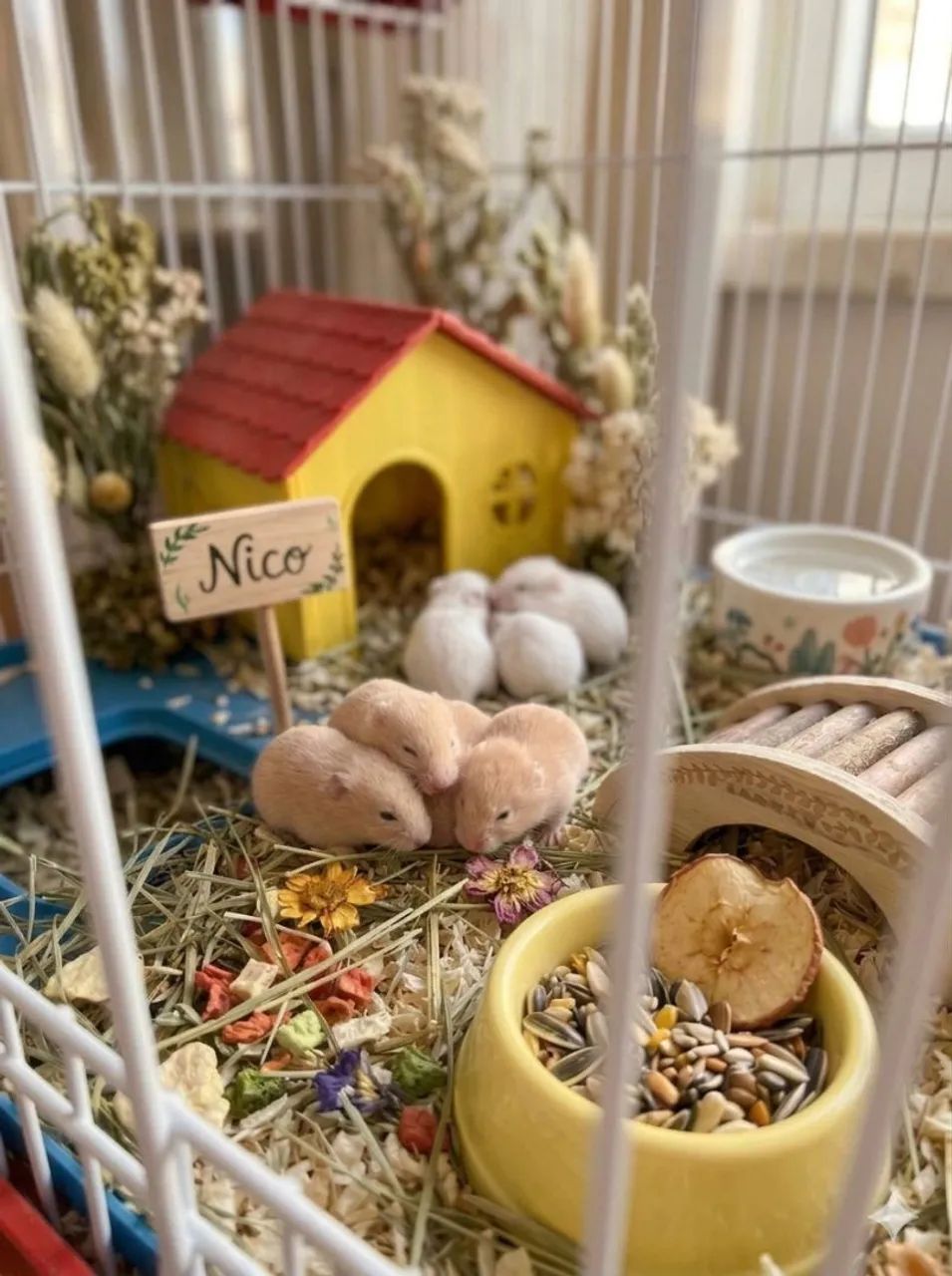 Coelhos teddy - Foto 2