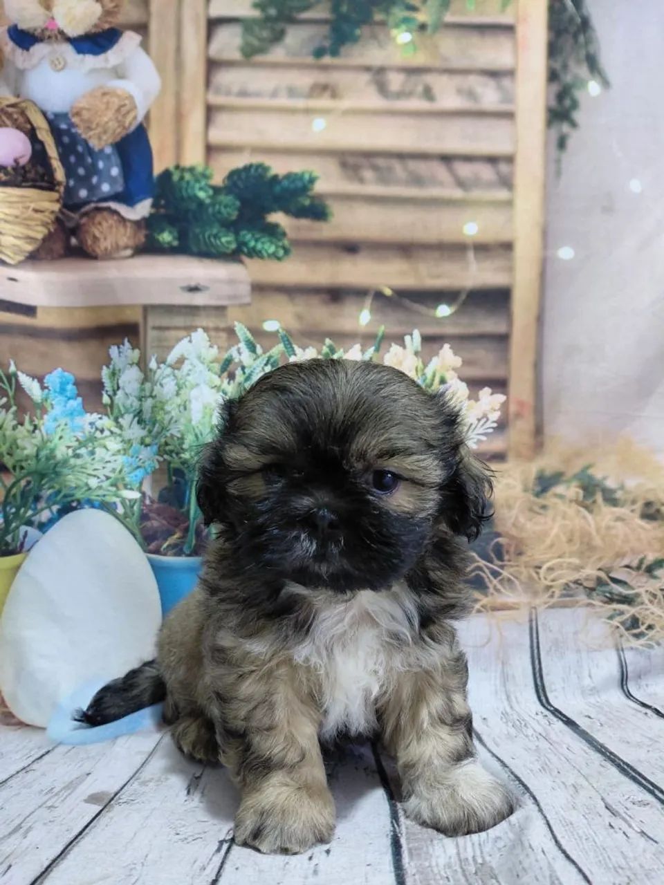 Filhote da raça shihtzu  - Foto 4