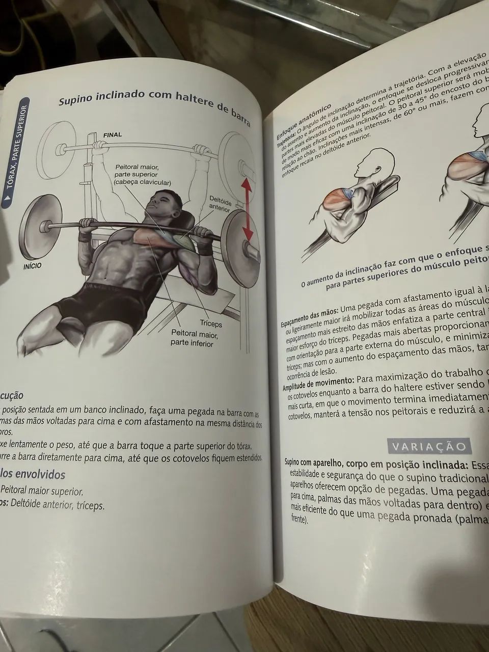 Anatomia da musculação  - Foto 2
