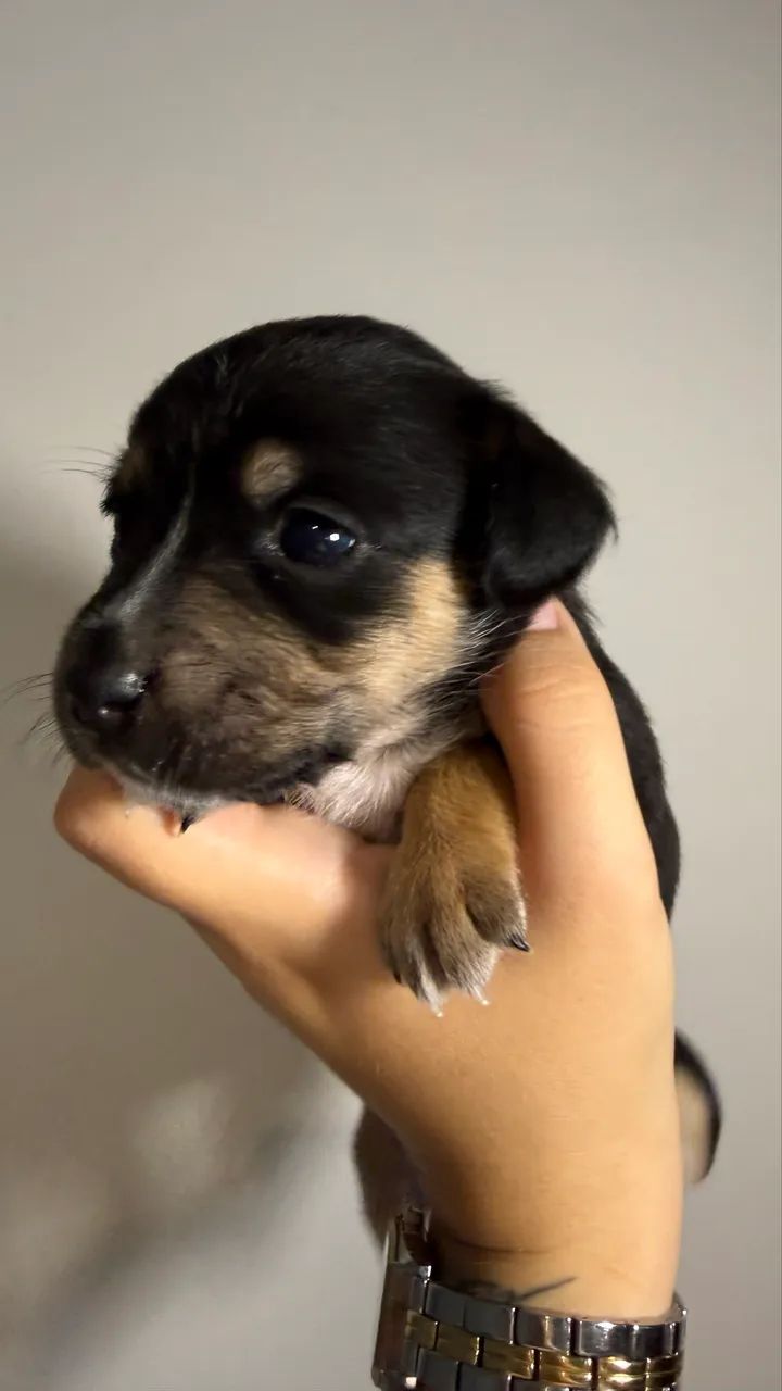 Cachorro para adoção  - Foto 3
