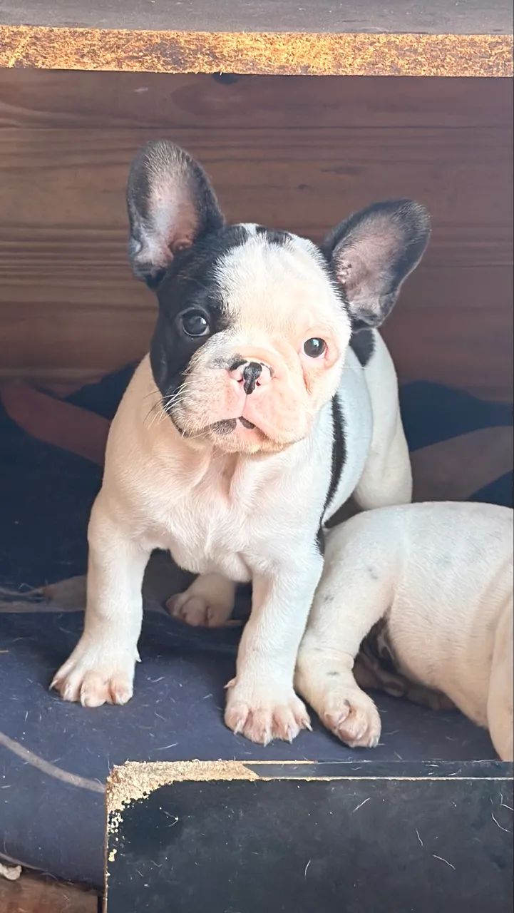Filhote Bulldog Francês 