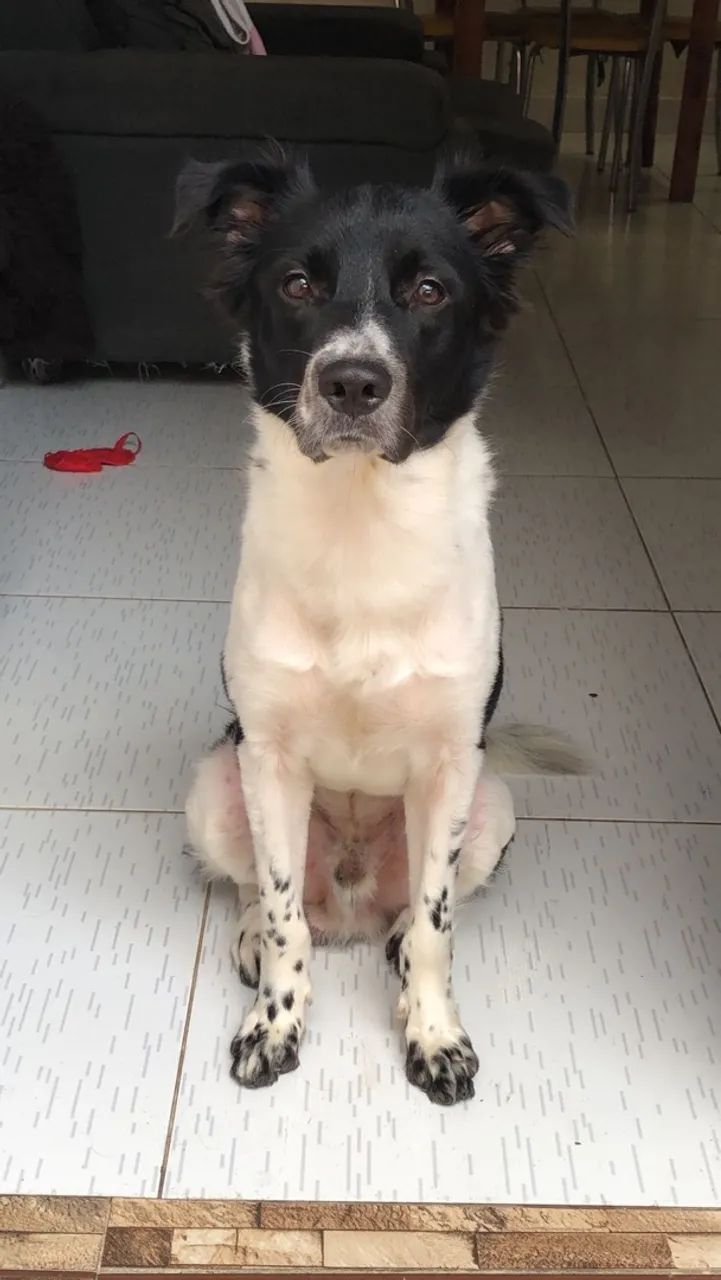 Adoção Urgente ! - Foto 3