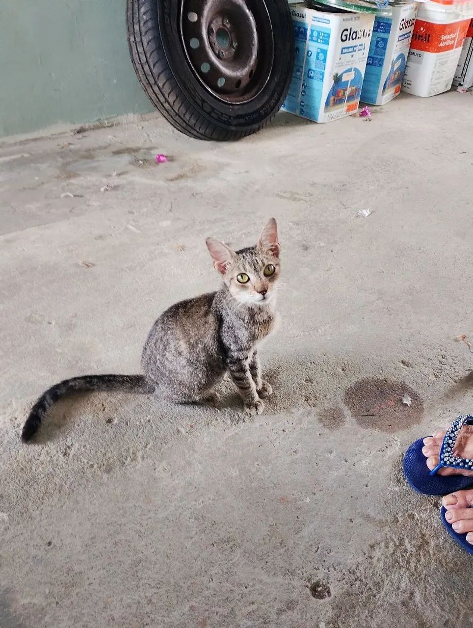 Adoção responsável de animais. - Foto 3