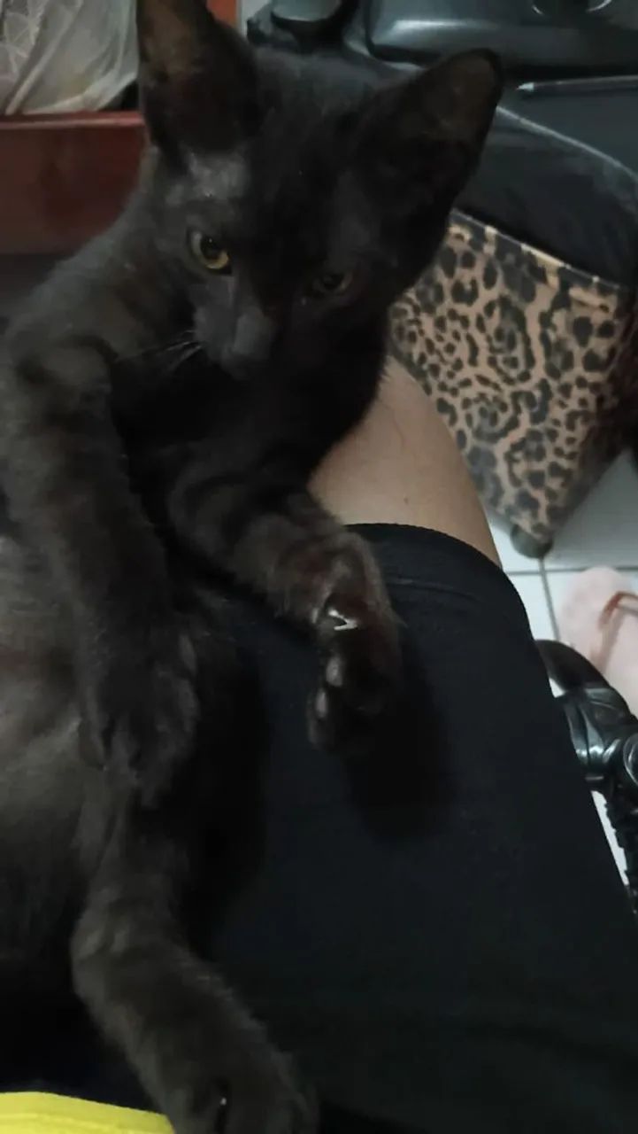 Gatinho - Foto 2