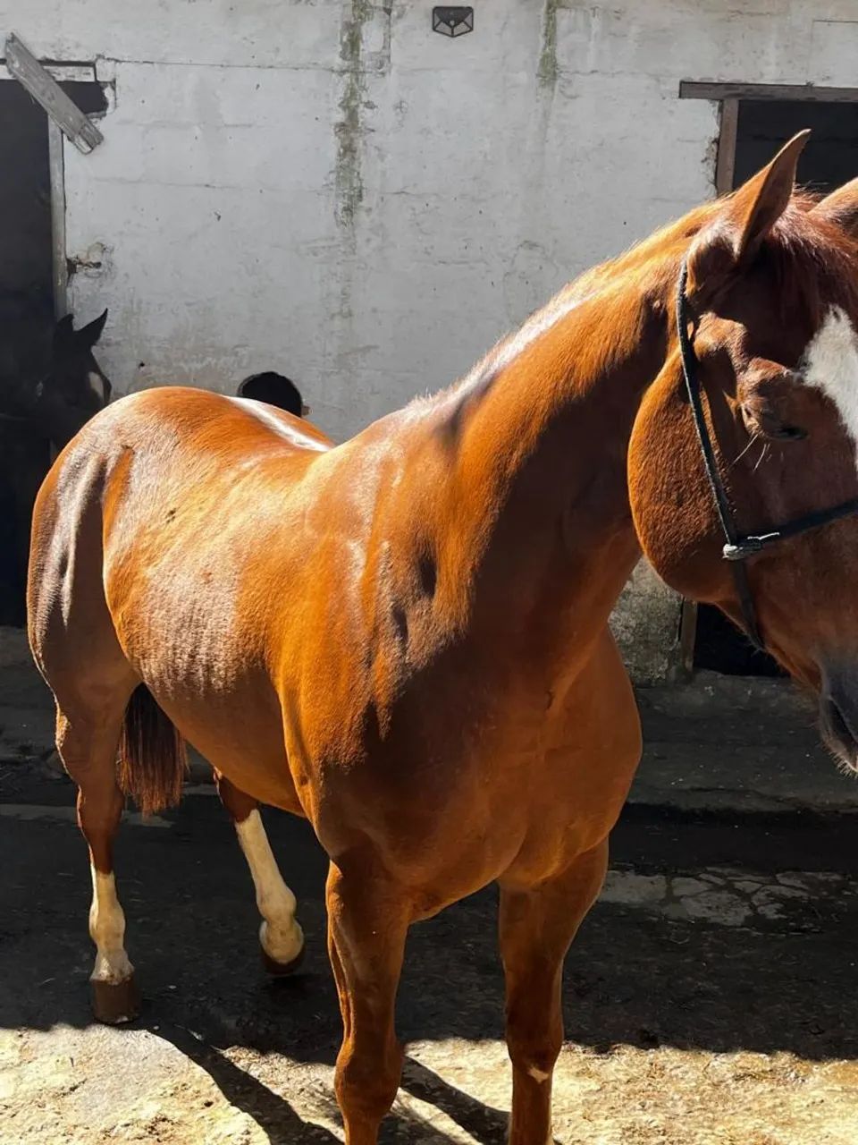 Cavalo quarto de milha vaquejada  - Foto 3