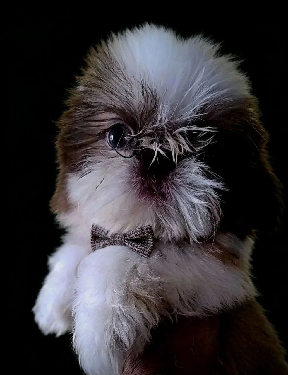 Shih tzu (Macho Padrão) - Foto 5