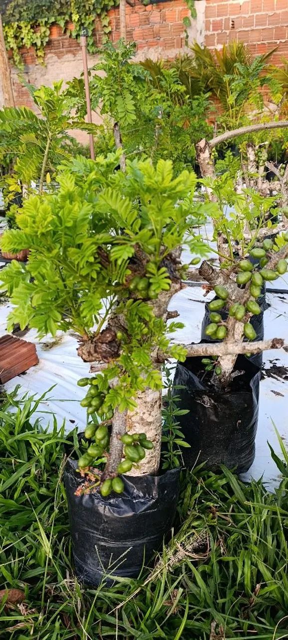 Mudas de frutíferas produtivas  - Foto 2
