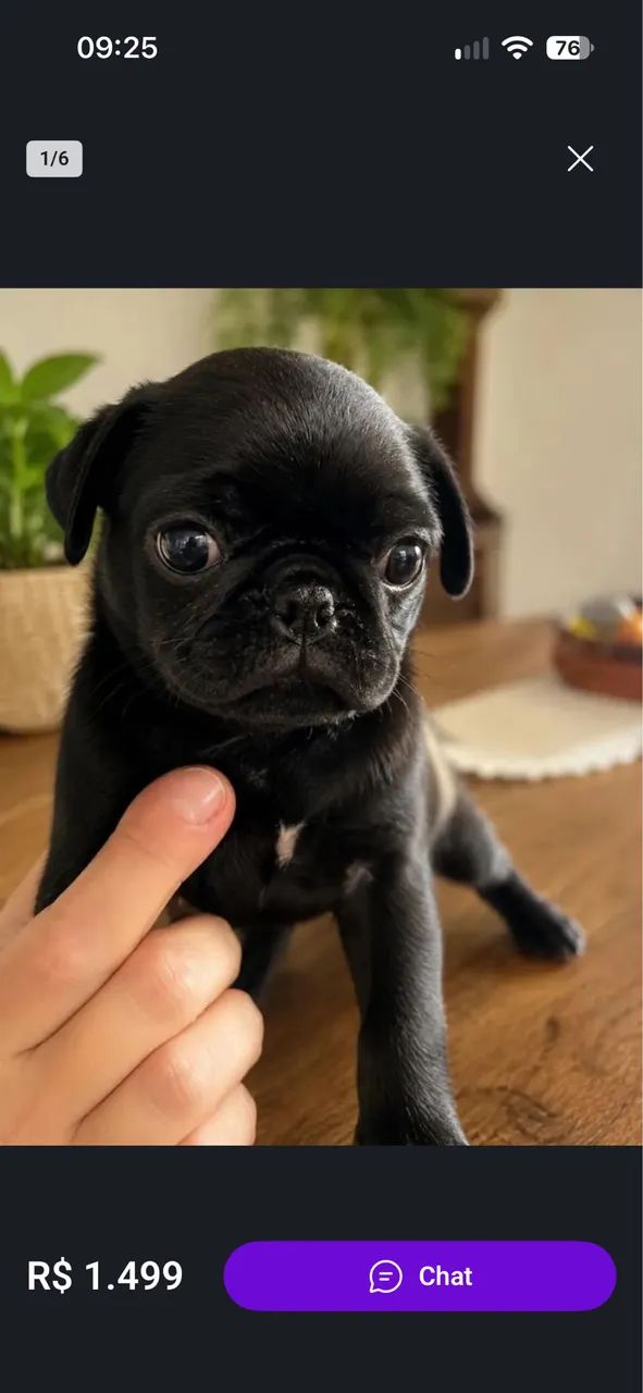Pug  - Foto 3