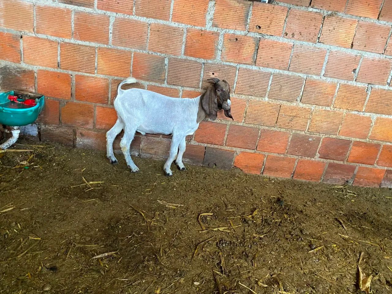 Cabrito bôer  - Foto 3