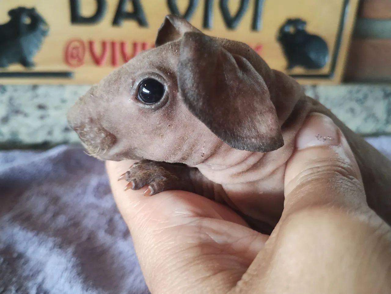 2 Skinnys Machos por 200,00 - Foto 2