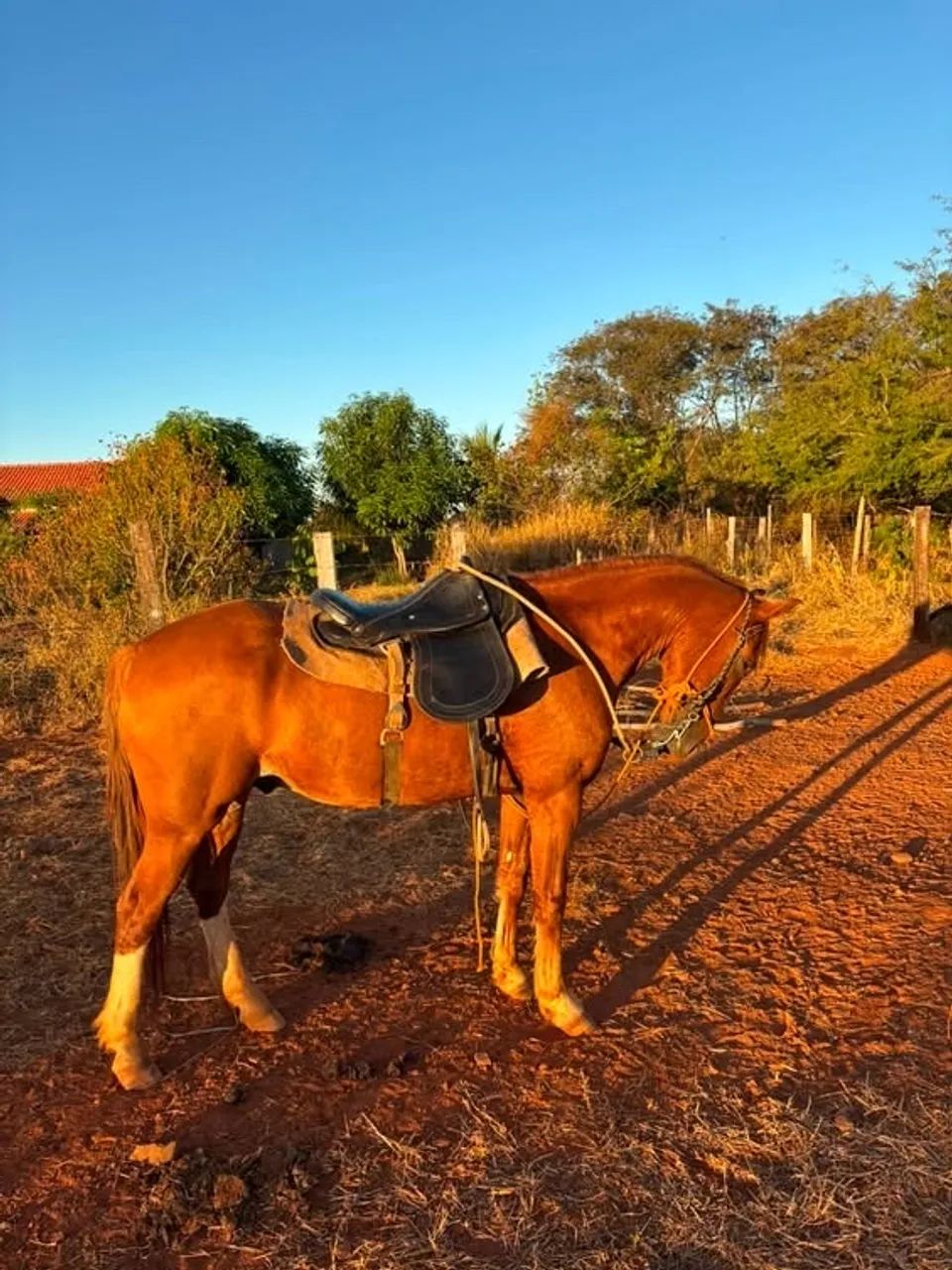 Cavalo 