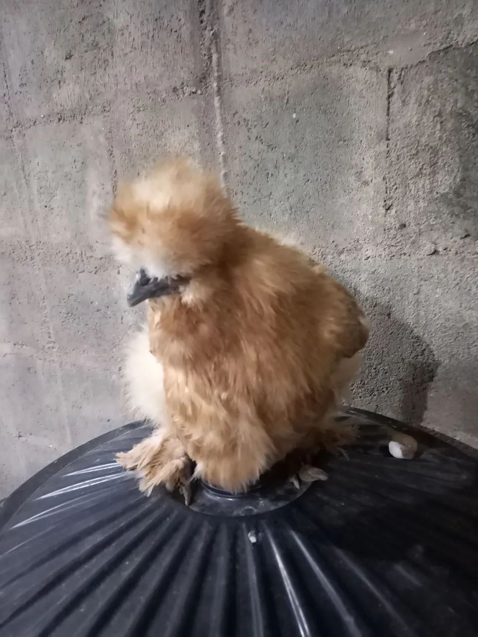 Sedosa do japão buff - Foto 3