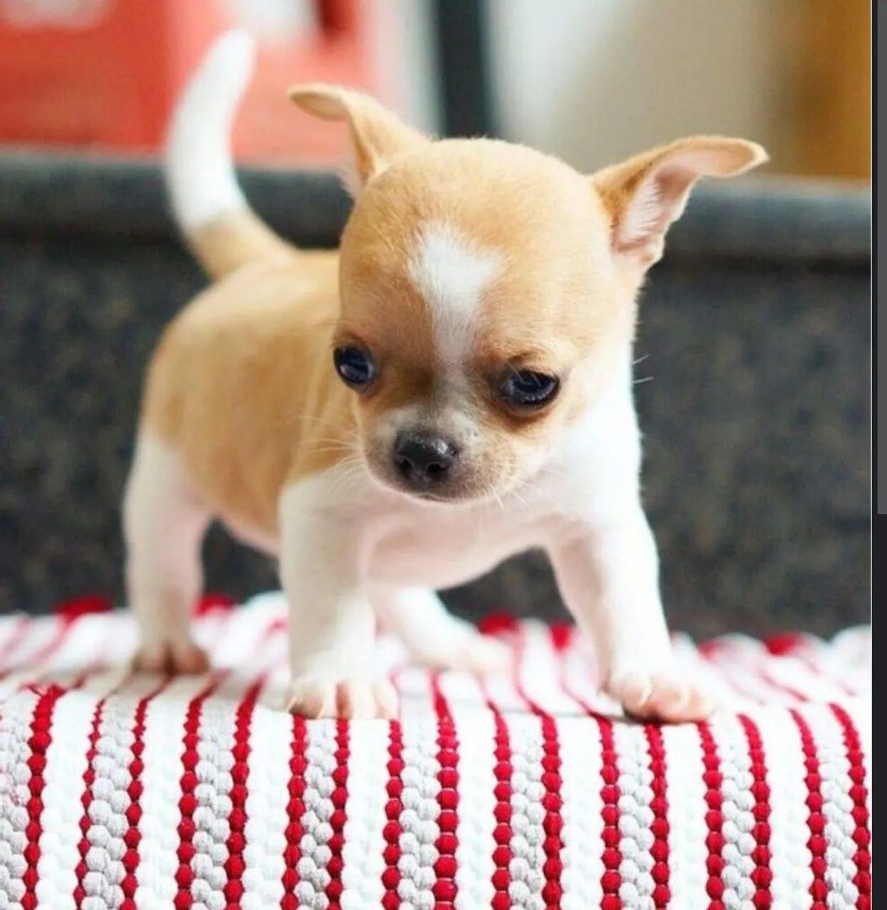 MICRO CHIHUAHUA PÊLO CURTO COM PEDIGREE!