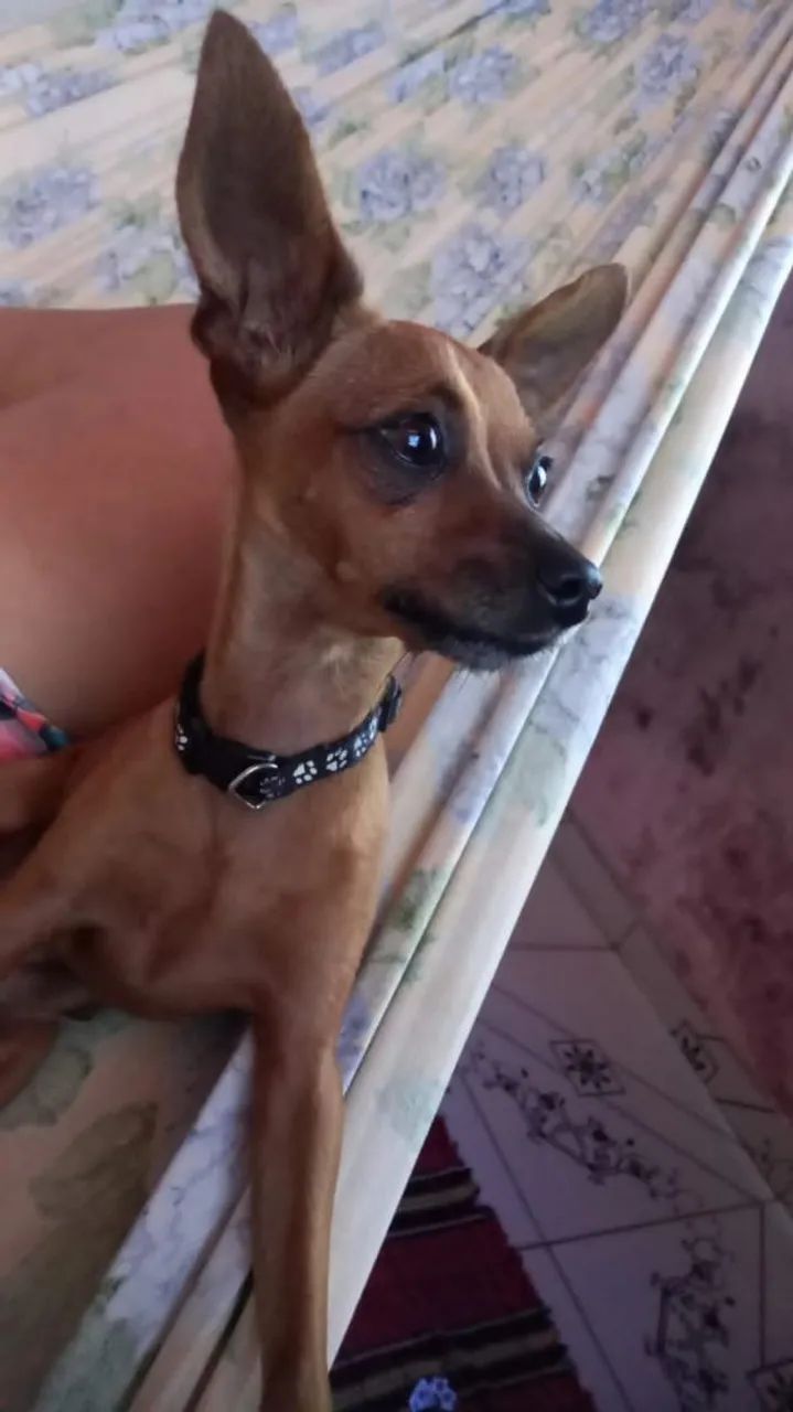Procuro namorada da raça pinsher  - Foto 4